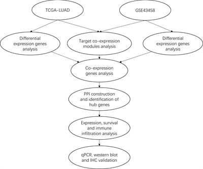 Identification of VWF as a Novel Biomarker in Lung Adenocarcinoma by Comprehensive Analysis